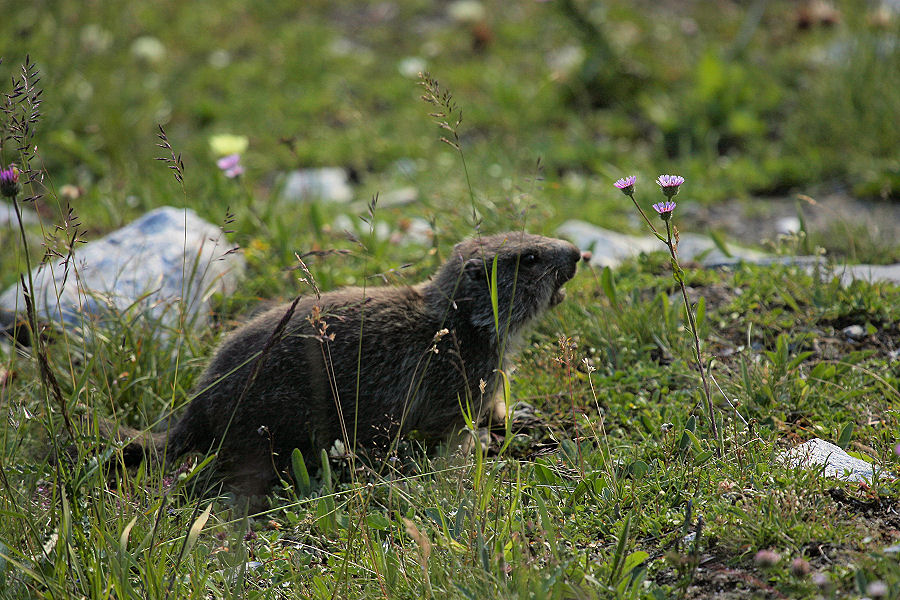Marmotta - Passo della Furka (Svizzera)